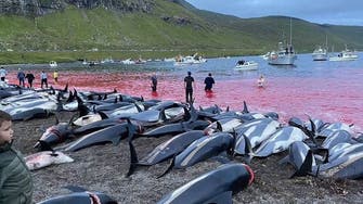 Anger rages in Denmark’s Faroe Islands after 1,400 dolphins slaughtered in one day 