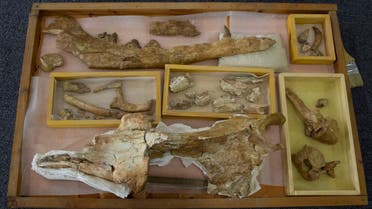 The fossils of a 43 million-year-old four-legged prehistoric whale known as the Phiomicetus Anubis, in an evolution of whales from land to sea, which was unearthed over a decade ago in Fayoum in the Western Desert of Egypt, at the university's paleontology department lab, in Mansoura, Egypt, Sunday, Sept. 12, 2021. (AP)