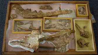 Egypt identifies prehistoric fossil of land-roaming whale that lived 43 mln years ago
