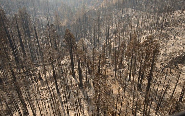 As of 2015, higher severity fires have killed unprecedented numbers of large giant sequoias. (NPS)