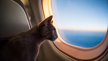 Cat flying in the plane. (GummyBone via iStock)