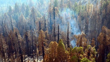 Giant sequoia trees have lived with fire for thousands of years. But as of 2015, higher severity fires have killed unprecedented numbers of large giant sequoias. (NPS)