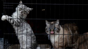 Cats Mia and Kesh, from left, rest at the Green Valley Community Church evacuation shelter on Thursday, Aug. 19, 2021, in Placerville, California, as the Caldor Fire continues burning. (AP)