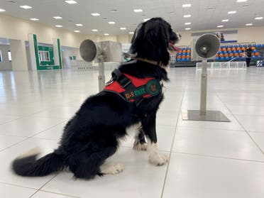 A dog that has been trained by Dubai Police K-9 unit to sniff out COVID-19 is pictured in Dubai, United Arab Emirates, September 13, 2021. (Reuters/Abdel Hadi Ramahi)