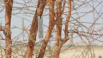 Abu Dhabi begins numbering historical, endangered local trees