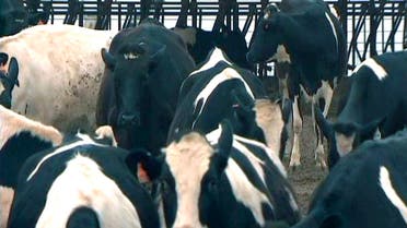 Dairy cows are shown near Hanford, California, where a cow sickened with mad cow disease was found at a rendering plant during routine testing, in this still image from video April 25, 2012. (File photo: Reuters)