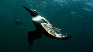 A guillemot swims underwater by the Farne Islands off the Northumberland coast, northern England July 19, 2013. (Reuters)
