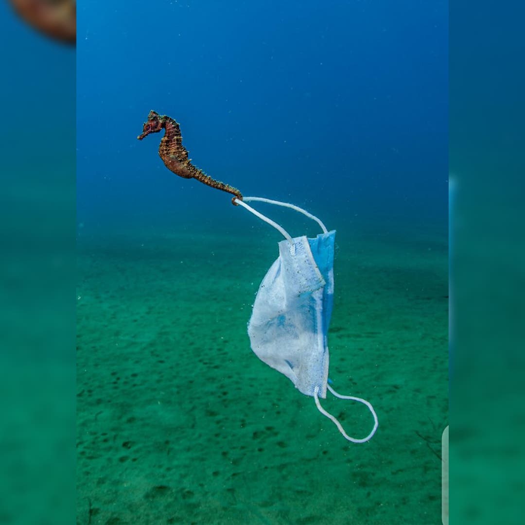 Photo of seahorse dragging a mask wins award, reveals troubling pollution reality