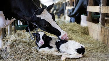 A dairy cow cleans her newly born calf on a dairy farm in Saint-Valerien-de-Milton, southeast of Montreal, Quebec, Canada, August 30, 2018. (File Photo: Reuters)