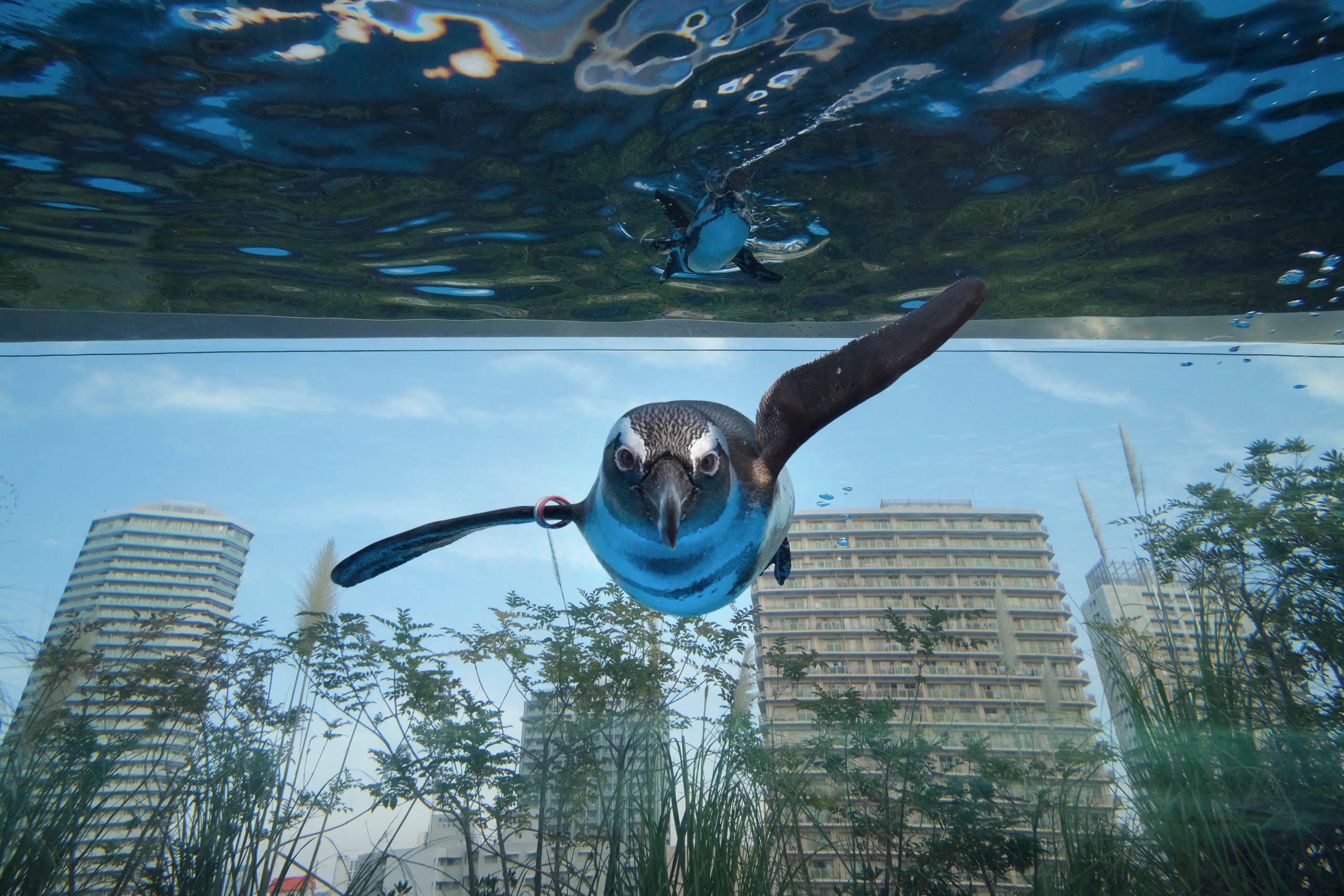 An African penguin swims in a large overhanging water tank called Penguin in the sky at Sunshine Aquarium in Tokyo on December 11, 2020. (File photo: AFP)
