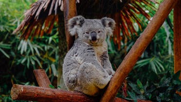 Koala sitting on a tree branch. (Unsplash, Ellicia)
