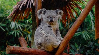 Number of Koalas in Australia declined 30 percent in three years: Report