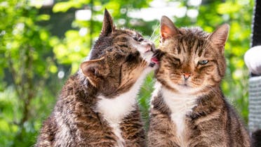 Stock image of two cats. (iStock)