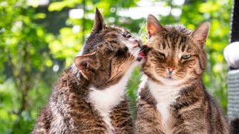 Scientists looking for volunteers to watch cat videos, interpret pets’ behavior