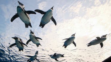 African penguins swim in a large overhanging water tank called Penguin in the sky at Sunshine Aquarium in Tokyo on December 11, 2020. (File photo: AFP)