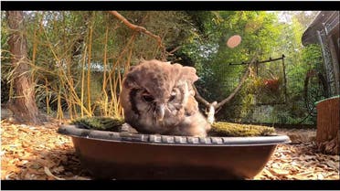 Owl taking Bath