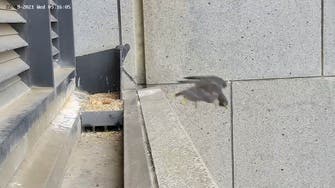 Melbourne quake rocks squawking mother falcon out of nest 