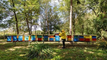 Beekeeper and owner Domagoj Balja inspects the hives in “Bee hotel with five stars” in Garesnica, Croatia, August 23, 2021. (Reuters/Antonio Bronic)