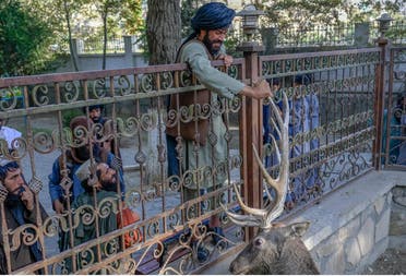 أحد عناصر طالبان يلهو مع الغزال في حديقة للحيوانات