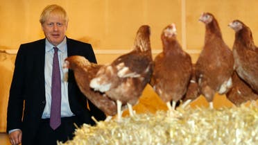 A file photo shows Britain's PM Boris Johnson inspects the poultry during a visit at Shervington Farm, St Brides Wentlooge near Newport, south Wales on July 30, 2019. (Adrian Dennis/Pool/AFP)