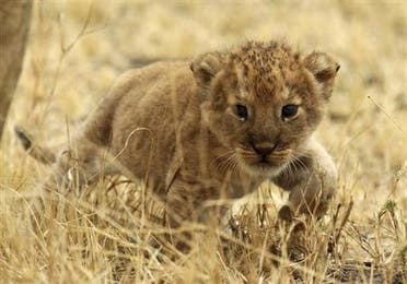 The largest country in East Africa, Tanzania has swathes of national parks and game reserves to protect its animals. (File photo: Reuters)
