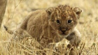 Tanzania lifts ban on wildlife exports