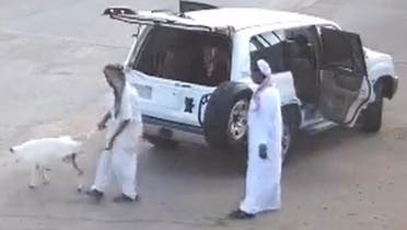 سرقة خروف في الرياض