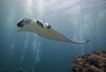 A graceful manta ray swims through the waters in Maldives. (Image: Reuters)
