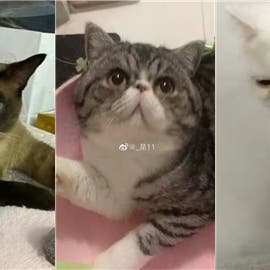 الإصابة بكورونا تسببت لها بالإعدام.. الصين تقتل 3 قطط مريضة