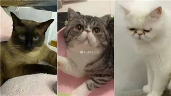 China kills three house cats that tested positive for coronavirus