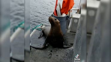 Seal climbs onto boat to save itself from potential killer whale attack. (Screengrab)