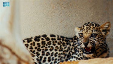 Saudi Arabia: Birth of female Arab leopard in step to preserve endangered species