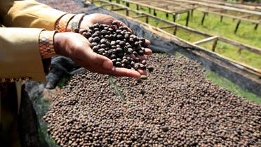A worker holds coffee berries as they to sundry at the Bradegate coffee factory in Karatina near Nyeri, Kenya June 3, 2021. (Reuters)