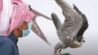 سعودی عرب میں فالکن کلب میں شاہین کی نیلامی کا دوسرا سیشن آج سے شروع
