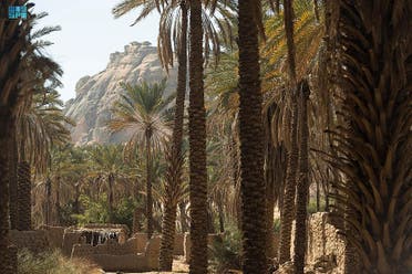 تمور العلا .
