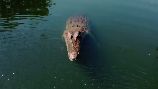 Video captures moment crocodile leaps out of water and takes down drone