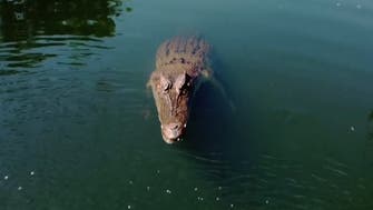 Video captures moment crocodile leaps out of water and takes down drone 
