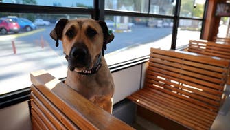 Wandering dog is Istanbul commuters’ best friend