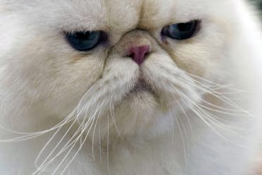 A Himalayan cat takes part in the V International Feline Fair in Medellin, Antioquia department, Colombia on February 16. (AFP)