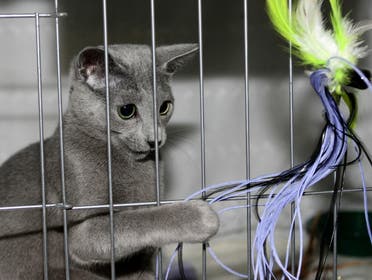 Leonid, a Russian Blue, plays with a toy through the cage during at a press preview for the Cat Fanciers' Association show 10 October 2007 at Madison Square Garden in New York. (AFP)