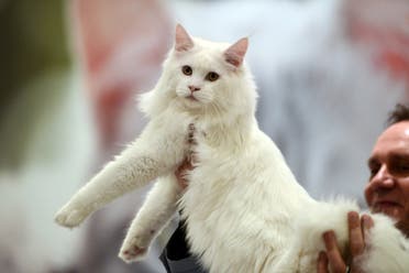 A ragamuffin cat is held by a jury member at the World Cat show in Athens on March 29, 2015. (AFP)