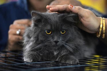 Visitors pat Sheru, a Siberian cat, during the 8th International Cat Show organised by the World Cat Federation in Bangalore on July 30, 2017. (AFP)