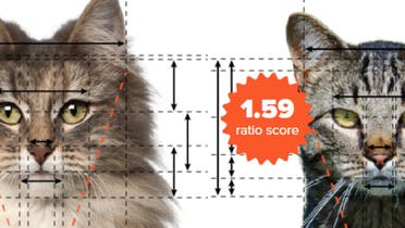 Using the rules of the golden ratio, a new study has revealed the cat breeds that are scientifically proven to be the most beautiful. (Screengrab)