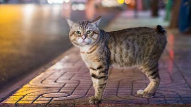 A manx cat. (Getty Images)
