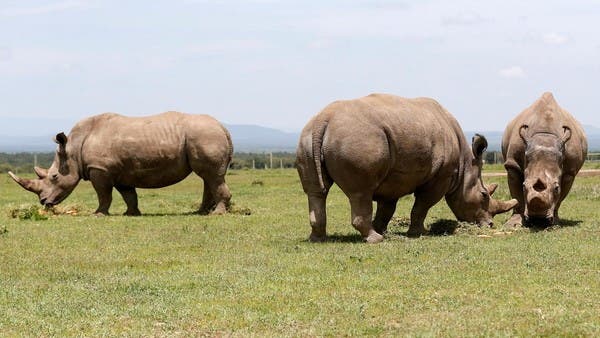 Toby, world’s oldest white rhino, dies in northern Italian zoo aged 54