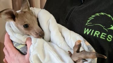 Australian wildlife rescue service WIRES said it had taken the “single surviving joey” into its care. (Supplied: Twitter)