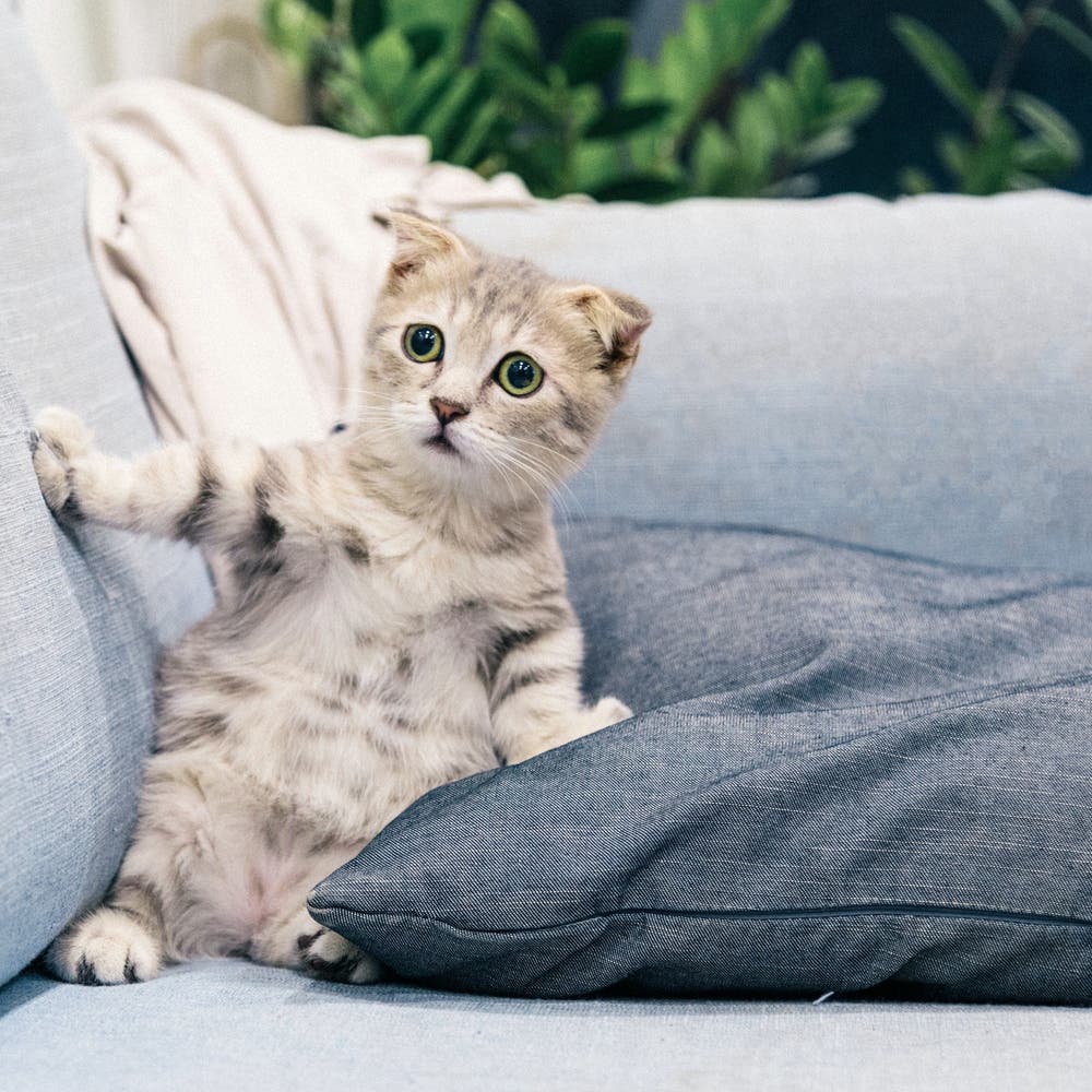 Signs That Your Cat Is Mad at You, According to Animal Behaviorist
