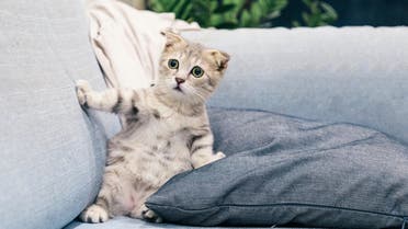Startled Scottish Fold cat. (Unsplash, Tran Mau Tri Tam)