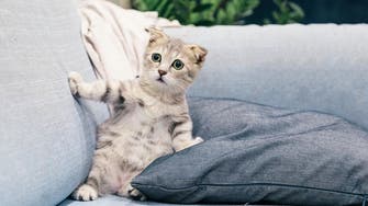Expert says cats should not be left alone for more than 24 hours, here’s why