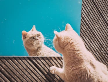 A cat staring at its reflection in a mirror. (Unsplash, Eduard Delputte)